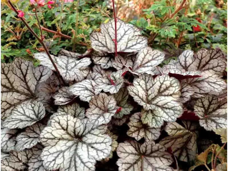 гейхера Glitter C1,5