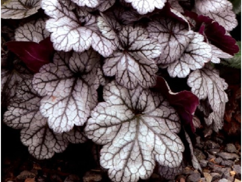 гейхера Glitter C1,5