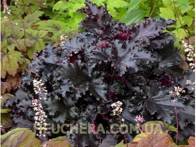 Black Taffeta
