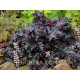 Black Taffeta