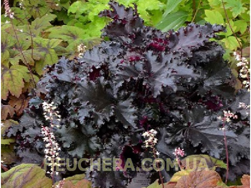 Black Taffeta