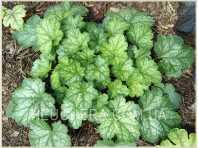 Peppermint