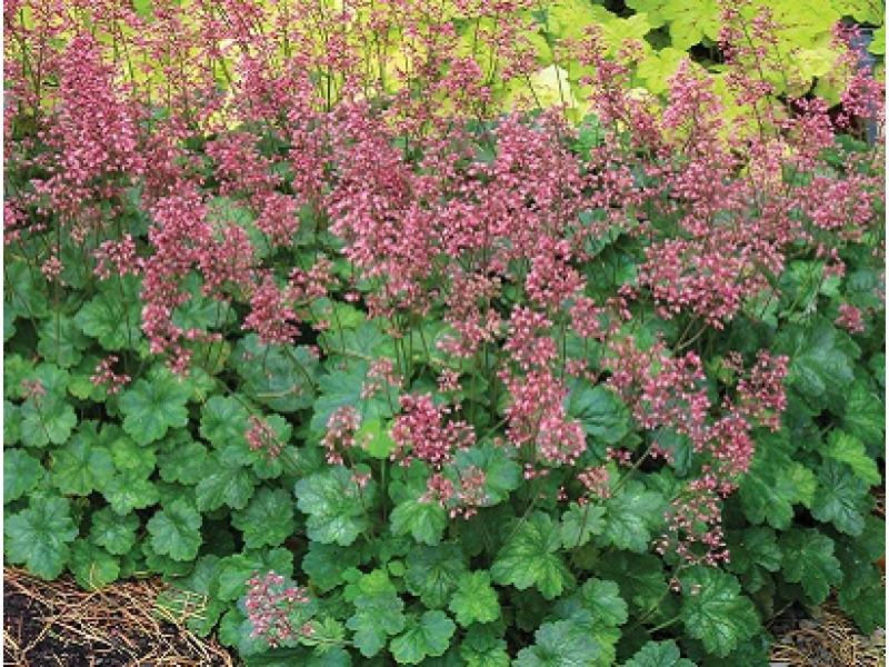 Peppermint