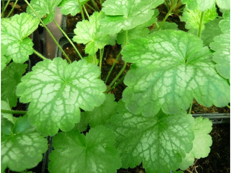 Peppermint