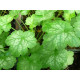Peppermint