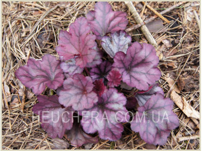 Plum Royale