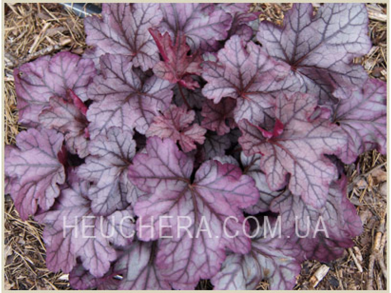 Plum Royale
