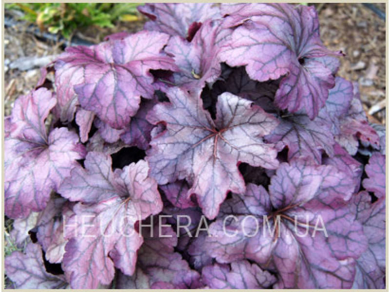 Plum Royale