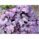 Plum Royale