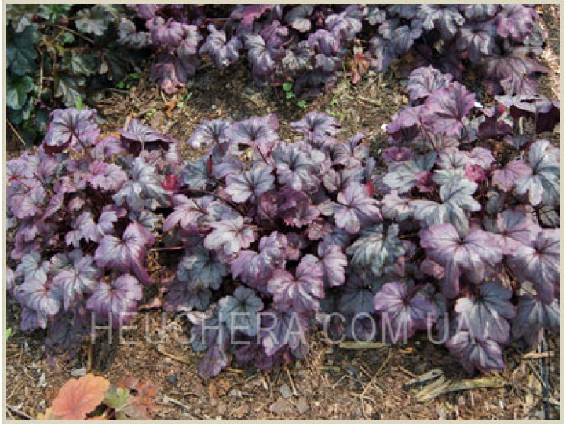 Plum Royale