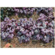 Plum Royale