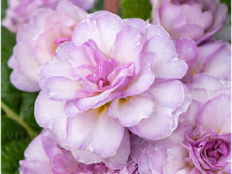 Soft Pink
