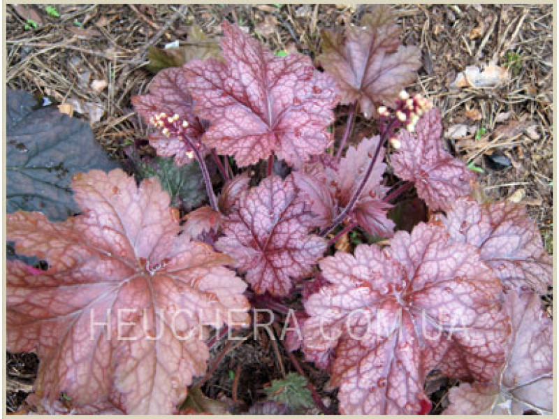 Sparkling Burgundy