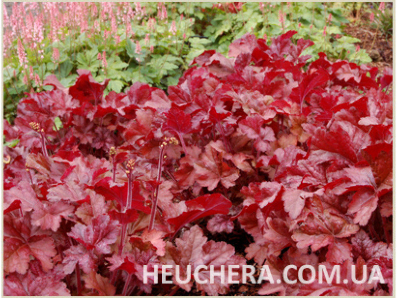 Sparkling Burgundy