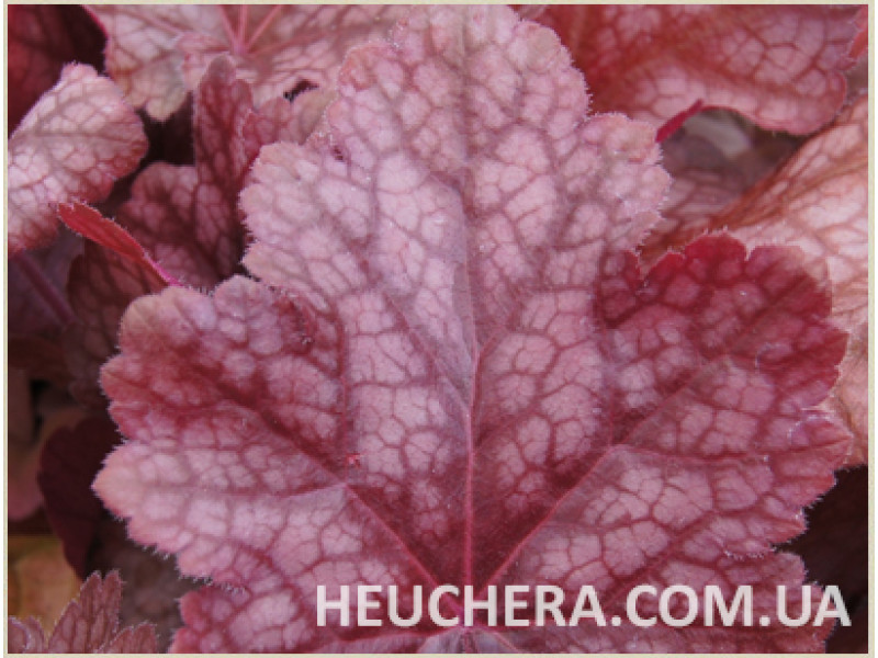 Sparkling Burgundy