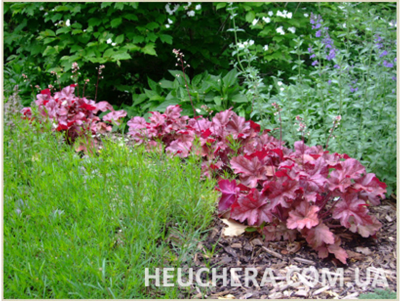 Sparkling Burgundy