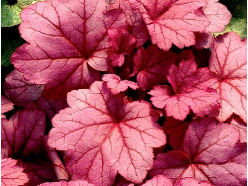 Georgia Plum
