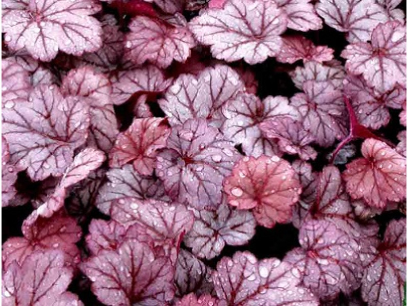 Georgia Plum