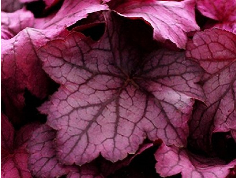 Georgia Plum