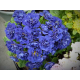 Blue Bird