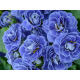Blue Bird