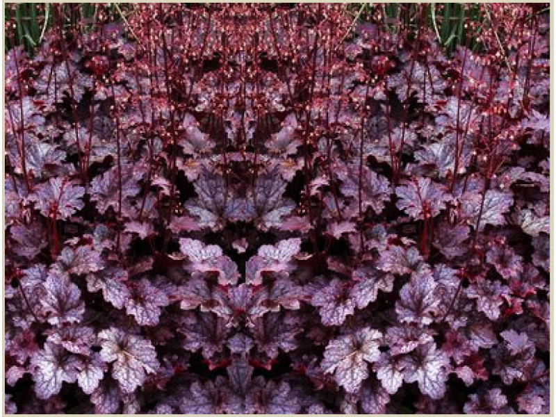 Plum Pudding