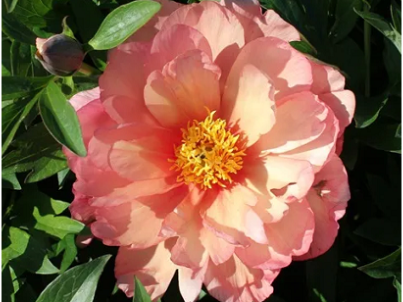 Orange Victory