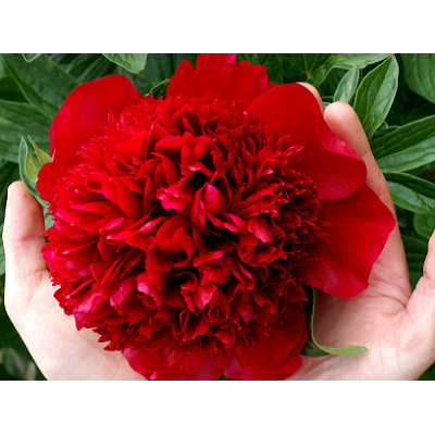 пион Red Charm