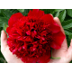 Red Charm