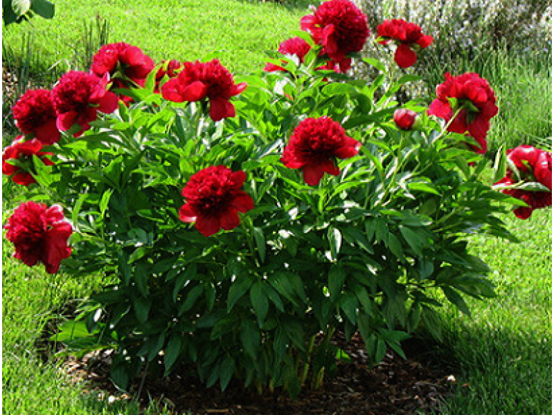 Red Charm