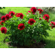 Red Charm