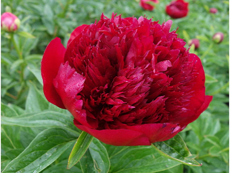 Red Charm