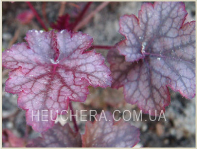 Amethyst Mist