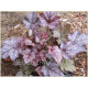 Amethyst Mist