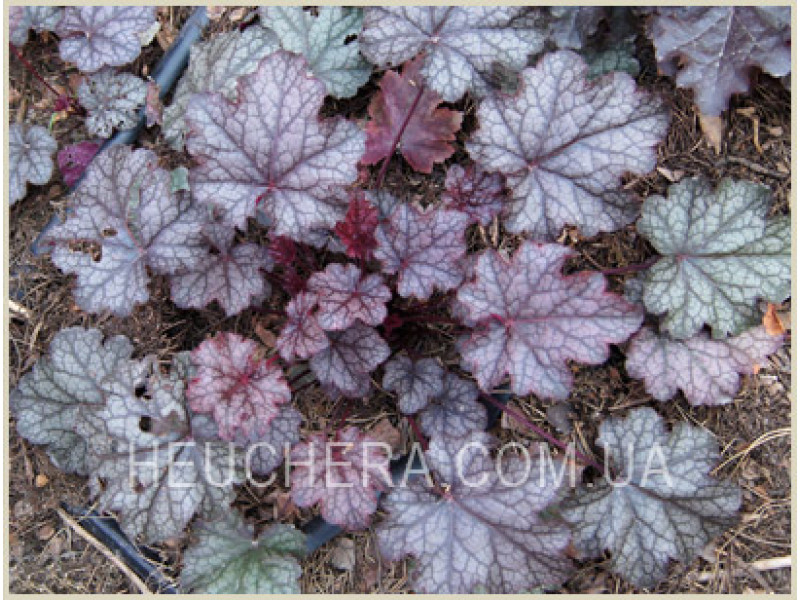 Amethyst Mist