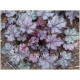 Amethyst Mist