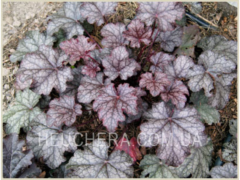 Amethyst Mist