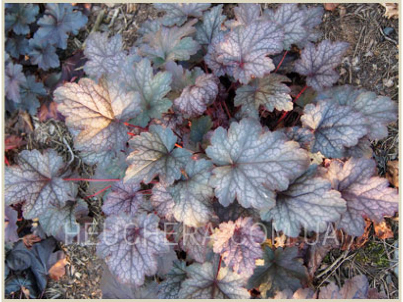 Amethyst Mist