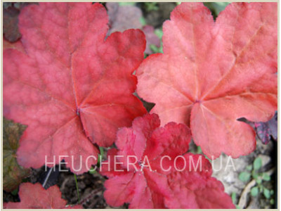 Autumn Leaves