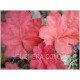 Autumn Leaves