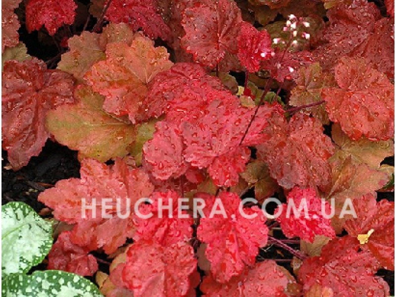 Autumn Leaves