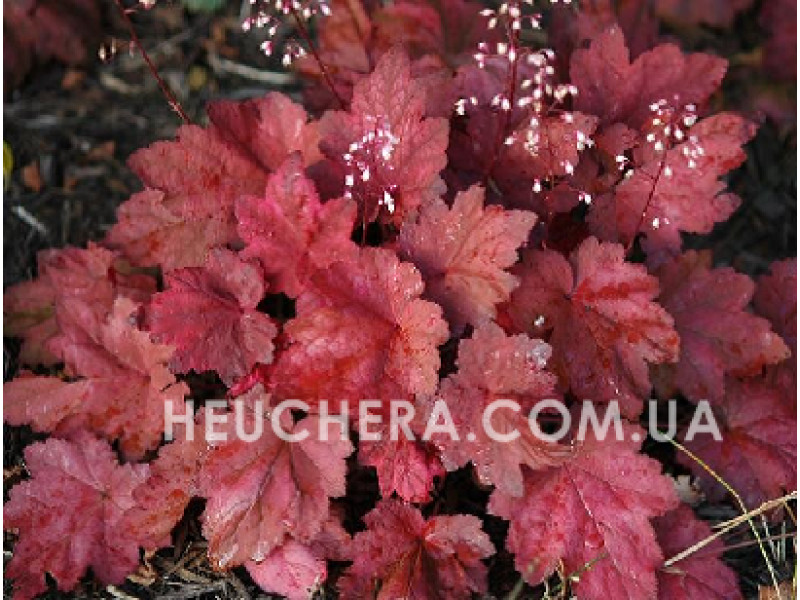 Autumn Leaves