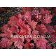 Autumn Leaves