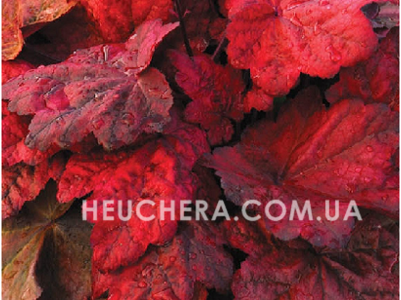 Autumn Leaves