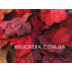 Autumn Leaves