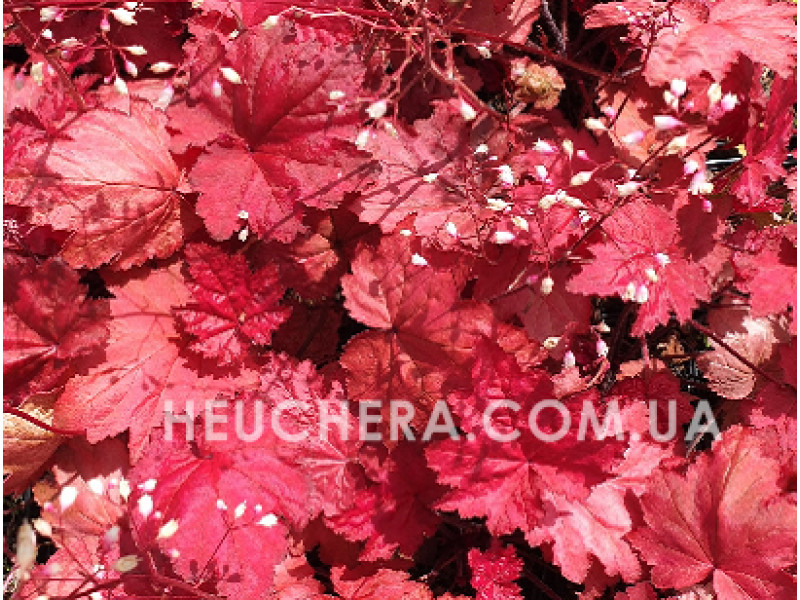 Autumn Leaves