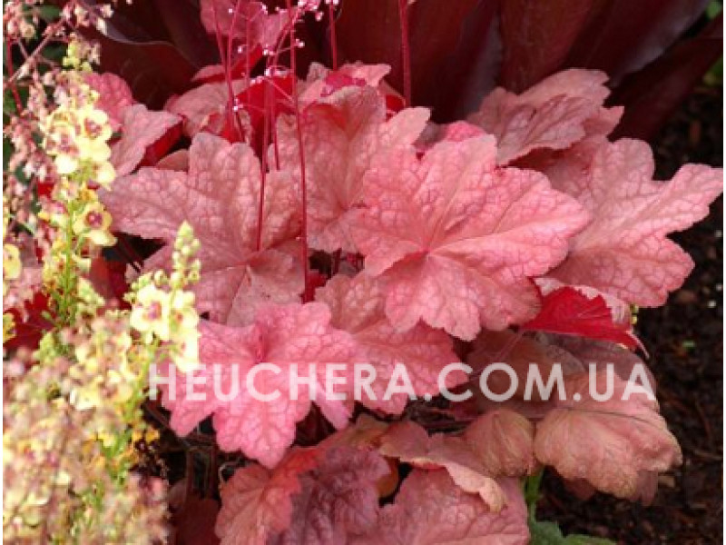 Autumn Leaves