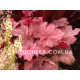 Autumn Leaves