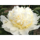 Bridal Grace