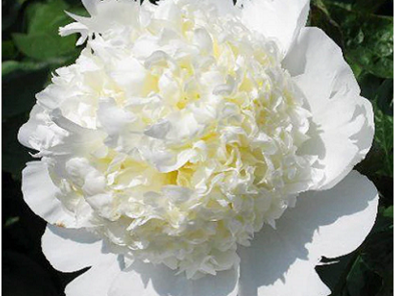 Bridal Grace